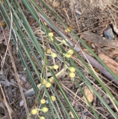 Lomandra gracilis at Fitzroy Falls, NSW - 5 Oct 2023 by Tapirlord