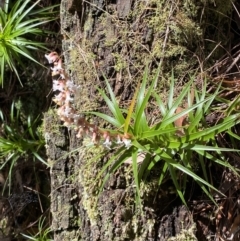 Dracophyllum secundum at Fitzroy Falls, NSW - 5 Oct 2023 by Tapirlord