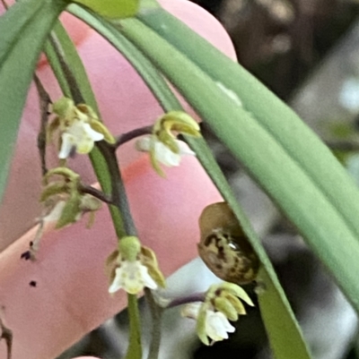 Plectorrhiza tridentata (Tangle Orchid) at Fitzroy Falls, NSW - 5 Oct 2023 by Tapirlord