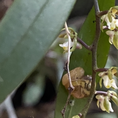 Mysticarion porrectus (Golden Semi-slug) at Fitzroy Falls, NSW - 5 Oct 2023 by Tapirlord