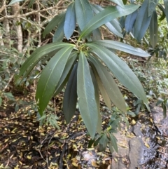 Tristaniopsis laurina (Kanooka, Water Gum) at Fitzroy Falls, NSW - 5 Oct 2023 by Tapirlord