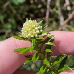 Cassinia denticulata (Stiff Cassinia) at Fitzroy Falls, NSW - 5 Oct 2023 by Tapirlord