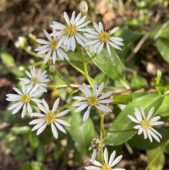 Olearia elliptica (Sticky Daisy Bush) at Fitzroy Falls, NSW - 5 Oct 2023 by Tapirlord