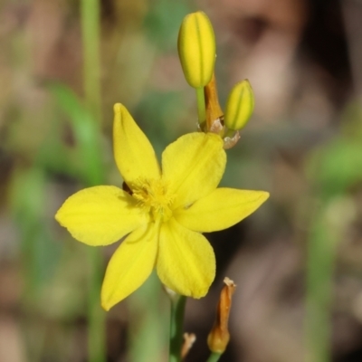 Bulbine bulbosa (Golden Lily) at Chiltern, VIC - 28 Oct 2023 by KylieWaldon