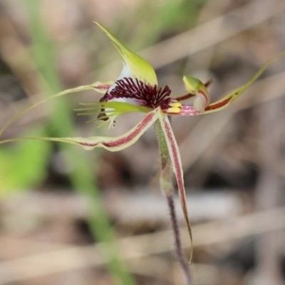 Caladenia tentaculata (Fringed Spider Orchid) at Chiltern, VIC - 28 Oct 2023 by KylieWaldon