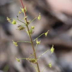 Drosera (genus) (A Sundew) at Chiltern, VIC - 29 Oct 2023 by KylieWaldon