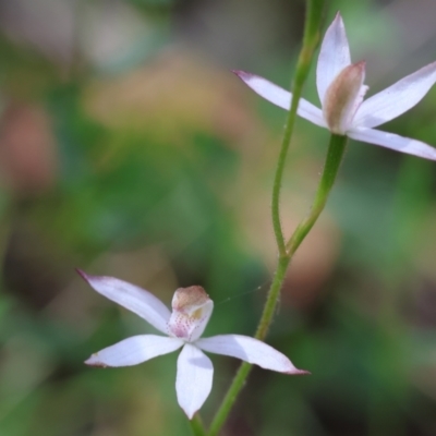 Caladenia moschata (Musky Caps) at Chiltern, VIC - 28 Oct 2023 by KylieWaldon