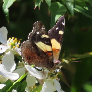 Vanessa itea at Braidwood, NSW - 31 Oct 2023 01:27 PM