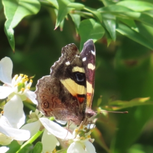 Vanessa itea at Braidwood, NSW - 31 Oct 2023 01:27 PM