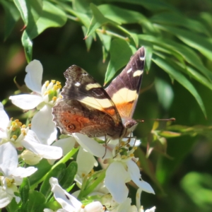 Vanessa itea at Braidwood, NSW - 31 Oct 2023 01:27 PM