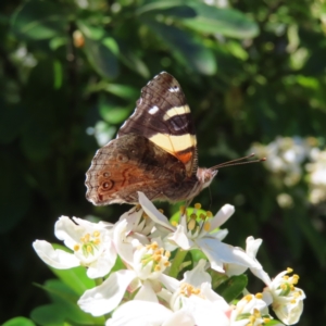 Vanessa itea at Braidwood, NSW - 31 Oct 2023 01:27 PM