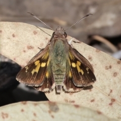 Trapezites phigalia at Chiltern, VIC - 29 Oct 2023 by KylieWaldon
