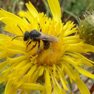 Lasioglossum (Chilalictus) lanarium (Halictid bee) at Sth Tablelands Ecosystem Park - 30 Oct 2023 by AndyRussell
