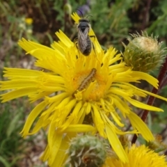 Lasioglossum (Chilalictus) lanarium at Molonglo Valley, ACT - 30 Oct 2023 12:31 PM