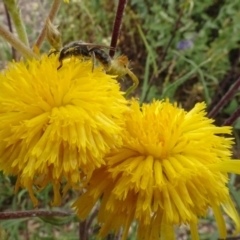 Lasioglossum (Chilalictus) lanarium at Molonglo Valley, ACT - 30 Oct 2023 12:31 PM