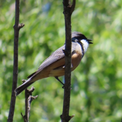 Pachycephala rufiventris (Rufous Whistler) at Braidwood, NSW - 31 Oct 2023 by MatthewFrawley