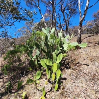 Opuntia ficus-indica (Indian Fig, Spineless Cactus) at Rob Roy Range - 31 Oct 2023 by HarleyB