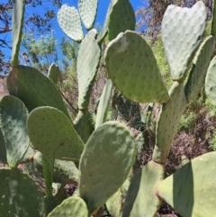 Opuntia ficus-indica at Conder, ACT - 31 Oct 2023 01:44 PM