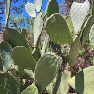 Opuntia ficus-indica at Conder, ACT - 31 Oct 2023 01:44 PM