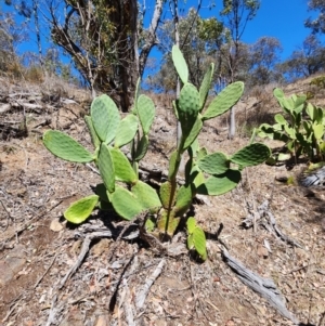 Opuntia ficus-indica at Conder, ACT - 31 Oct 2023