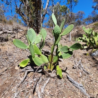 Opuntia ficus-indica (Indian Fig, Spineless Cactus) at Rob Roy Range - 31 Oct 2023 by HarleyB