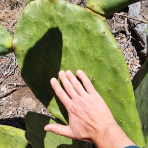 Opuntia ficus-indica at Conder, ACT - 31 Oct 2023