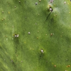 Opuntia ficus-indica at Conder, ACT - 31 Oct 2023