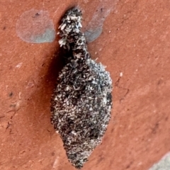 Cebysa leucotelus (Australian Bagmoth) at Aranda, ACT - 31 Oct 2023 by KMcCue