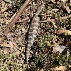 Tiliqua scincoides scincoides (Eastern Blue-tongue) at Aranda, ACT - 31 Oct 2023 by KMcCue