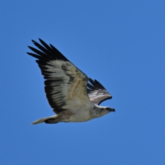 Icthyophaga leucogaster (White-bellied Sea-Eagle) at Narooma, NSW - 23 Oct 2023 by davidcunninghamwildlife