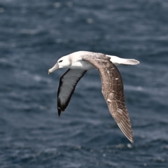 Thalassarche cauta (Shy Albatross) at Wallaga Lake, NSW - 17 Oct 2023 by davidcunninghamwildlife