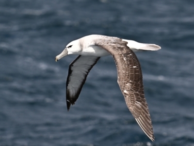 Thalassarche cauta (Shy Albatross) at Wallaga Lake, NSW - 17 Oct 2023 by davidcunninghamwildlife