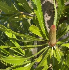 Banksia serrata (Saw Banksia) at Yanakie, VIC - 31 Oct 2023 by Louisab