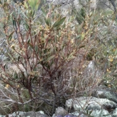 Daviesia mimosoides subsp. mimosoides at Cooma, NSW - 31 Oct 2023