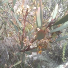 Daviesia mimosoides subsp. mimosoides at Cooma, NSW - 31 Oct 2023