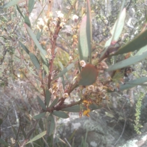 Daviesia mimosoides subsp. mimosoides at Cooma, NSW - 31 Oct 2023