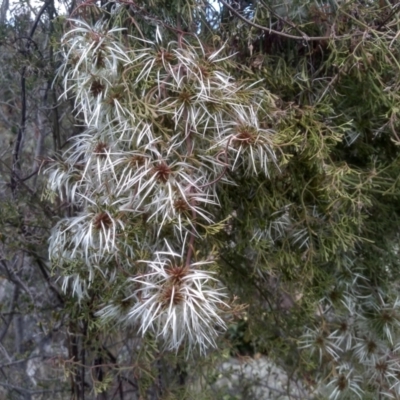 Clematis leptophylla (Small-leaf Clematis, Old Man's Beard) at Cooma, NSW - 31 Oct 2023 by mahargiani
