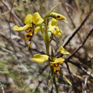 Diuris sulphurea at Carwoola, NSW - 31 Oct 2023