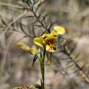 Diuris sulphurea at Carwoola, NSW - 31 Oct 2023