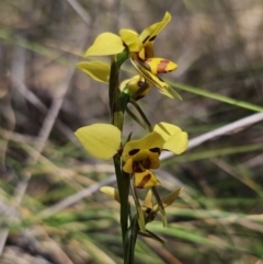 Diuris sulphurea at Carwoola, NSW - 31 Oct 2023