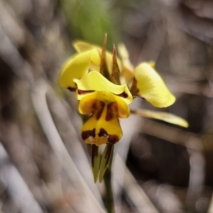 Diuris sulphurea at Carwoola, NSW - 31 Oct 2023