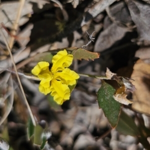 Goodenia hederacea at Carwoola, NSW - 31 Oct 2023