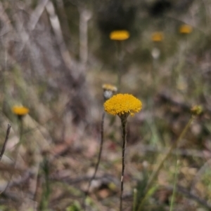 Leptorhynchos squamatus at Carwoola, NSW - 31 Oct 2023