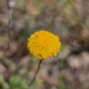 Leptorhynchos squamatus at Carwoola, NSW - 31 Oct 2023