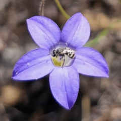 Lasioglossum (Chilalictus) sp. (genus & subgenus) (Halictid bee) at Carwoola, NSW - 31 Oct 2023 by Csteele4