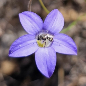 Lasioglossum (Chilalictus) sp. (genus & subgenus) at Carwoola, NSW - 31 Oct 2023