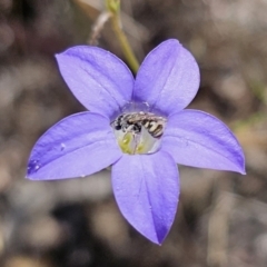 Lasioglossum (Chilalictus) sp. (genus & subgenus) at Carwoola, NSW - 31 Oct 2023