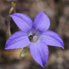 Lasioglossum (Chilalictus) sp. (genus & subgenus) at Carwoola, NSW - 31 Oct 2023