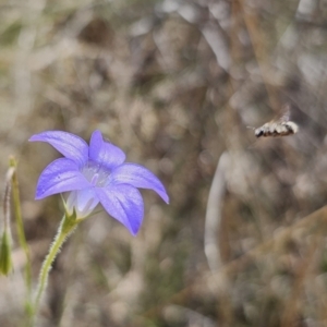 Lasioglossum (Chilalictus) sp. (genus & subgenus) at Carwoola, NSW - 31 Oct 2023