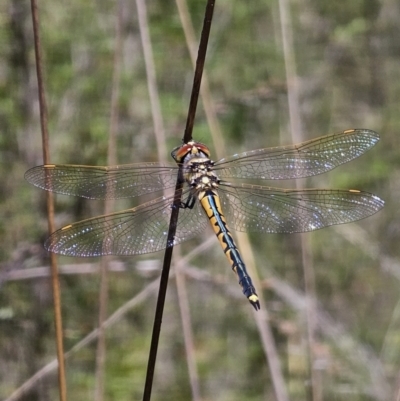 Hemicordulia tau (Tau Emerald) at Carwoola, NSW - 31 Oct 2023 by Csteele4